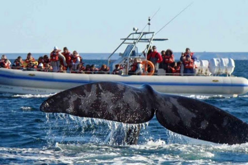 Visitando as baleias